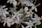 Dwarf ginseng